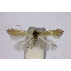 /filer/webapps/moths_gc/media/images/D/delitella_Phyllonorycter_ST_BMNH.jpg