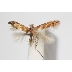 /filer/webapps/moths_gc/media/images/T/tritorrhecta_Phyllonorycter_A_ZSM.jpg