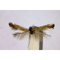 /filer/webapps/moths_gc/media/images/B/belotella_Phyllonorycter_A_BMNH.jpg