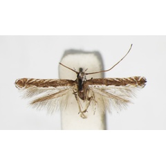 /filer/webapps/moths_gc/media/images/A/albomarginatum_Acrocercops_HT_1407636_BMNH.jpg