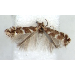 /filer/webapps/moths_gc/media/images/L/lantanae_Phyllonorycter_AF_BMNH.jpg
