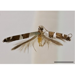 /filer/webapps/moths_gc/media/images/S/stalagmitis_Acrocercops_HT_1405524_BMNH.jpg
