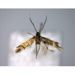 /filer/webapps/moths_gc/media/images/M/maculata_Phyllonorycter_A_EIHU.jpg