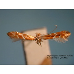 /filer/webapps/moths_gc/media/images/O/ovalifoliae_Phyllonorycter_HT_EIHU.jpg
