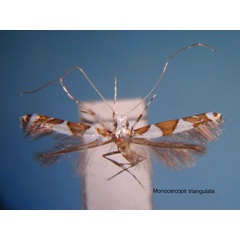 /filer/webapps/moths_gc/media/images/T/triangulata_Monocecops_HT_EIHU.jpg