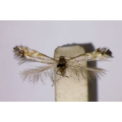 /filer/webapps/moths_gc/media/images/J/joannisella_Phyllonorycter_A_BMNH.jpg