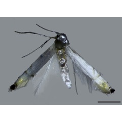 /filer/webapps/moths_gc/media/images/D/dorcas_Phyllocnistis_HT_BMNH(E)-1412349_2.jpg