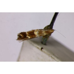 /filer/webapps/moths_gc/media/images/C/clerotoma_Phyllonorycter_HT_BMNH.jpg