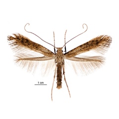 /filer/webapps/moths_gc/media/images/B/botanica_Sabulopteryx_PT_female_NZAC.jpg