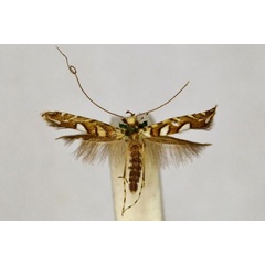 /filer/webapps/moths_gc/media/images/T/trapezoides_Acrocercops_A_BMNH(E)-1055787.jpg