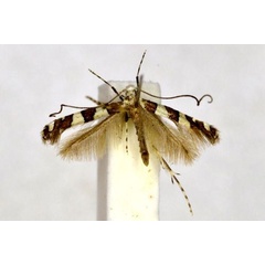 /filer/webapps/moths_gc/media/images/H/homalacta_Acrocercops_HT_BMNH(E)-1055727.jpg