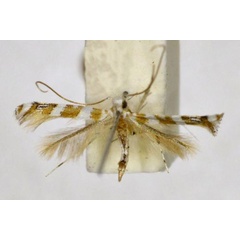 /filer/webapps/moths_gc/media/images/P/petalopa_Acrocercops_A_BMNH(E)1-055716.jpg