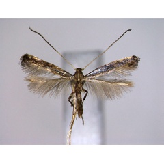 /filer/webapps/moths_gc/media/images/C/caerulea_Phodoryctis_A_EIHU.jpg