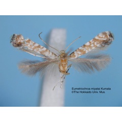 /filer/webapps/moths_gc/media/images/M/miyatai_Eumetriochroa_HT_EIHU.jpg