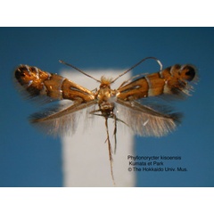 /filer/webapps/moths_gc/media/images/K/kisoensis_Phyllonorycter_HT_EIHU.jpg