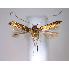 /filer/webapps/moths_gc/media/images/P/philippinensis_Cameraria_PT_EIHU.jpg