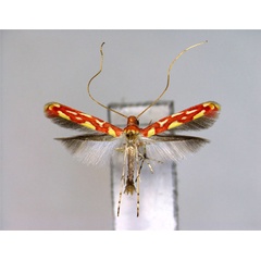 /filer/webapps/moths_gc/media/images/J/japonica_Macarostola_A_EIHU.jpg