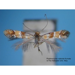 /filer/webapps/moths_gc/media/images/R/rubicola_Phyllonorycter_HT_EIHU.jpg