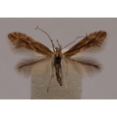 /filer/webapps/moths_gc/media/images/V/viminiella_Phyllonorycter_A_Langmaid_07.jpg