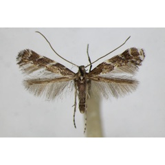 /filer/webapps/moths_gc/media/images/O/omissella_Leucospilapteryx_A_ZSM.jpg