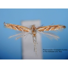 /filer/webapps/moths_gc/media/images/H/himalayana_Phyllonorycter_HT_EIHU.jpg