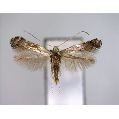 /filer/webapps/moths_gc/media/images/O/omissella_Leucospilaptery_A_EIHU.jpg