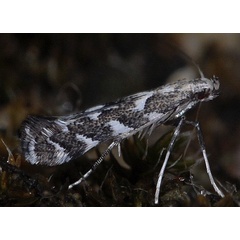 /filer/webapps/moths_gc/media/images/O/omissella_Leucospilapteryx_A_PathPiva.jpg