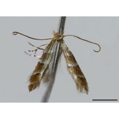 /filer/webapps/moths_gc/media/images/A/antitoxa_Phyllonorycter_HT_BMNH(E)-1477248_BMNH.jpg