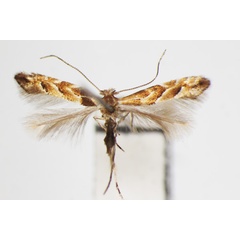/filer/webapps/moths_gc/media/images/S/styracis_Phyllonorycter_A_ZSM_2.jpg