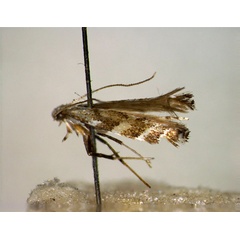 /filer/webapps/moths_gc/media/images/A/ainoniella_Leucospilapteryx_HT_EIHU.jpg