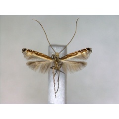 /filer/webapps/moths_gc/media/images/J/japonica_Artifodina_A_EIHU.jpg