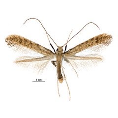 /filer/webapps/moths_gc/media/images/B/botanica_Sabulopteryx_PT_male_NZAC.jpg