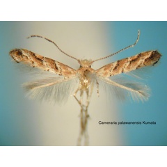 /filer/webapps/moths_gc/media/images/P/palawanensis_Cameraria_HT_EIHU.jpg