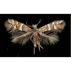 /filer/webapps/moths_gc/media/images/A/anderidae_Phyllonorycter_A_Bernied12081955_MHNG.jpg