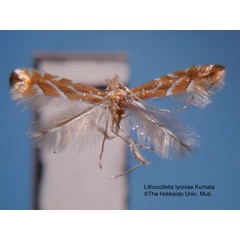 /filer/webapps/moths_gc/media/images/L/lyoniae_Phyllonorycter_HT_EIHU.jpg