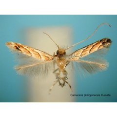 /filer/webapps/moths_gc/media/images/P/philippinensis_Cameraria_HT_EIHU.jpg