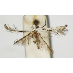 /filer/webapps/moths_gc/media/images/E/eucnemis_Spanioptilia_HT_010862783_BMNH.jpg