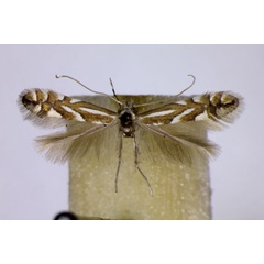 /filer/webapps/moths_gc/media/images/S/sorbi_Phyllonorycter_LT_BMNH.jpg