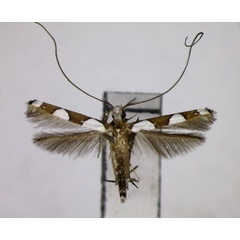 /filer/webapps/moths_gc/media/images/T/thoi_Monocercops_PT_BMNH.jpg