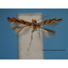 /filer/webapps/moths_gc/media/images/M/magnisignata_Cameraria_HT_EIHU.jpg