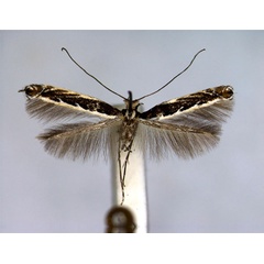 /filer/webapps/moths_gc/media/images/S/salicifoliella_Micrurapteryx_A_EIHU.jpg
