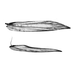 /filer/webapps/moths_gc/media/images/B/botanica_Sabulopteryx_wing-vanation_Hoare-et-al_2019_45.jpg