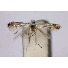 /filer/webapps/moths_gc/media/images/C/caryaealbella_Phyllonorycter_A_BMNH.jpg