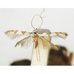 /filer/webapps/moths_gc/media/images/N/nolckeniella_Acrocercops_ST_1405481_BMNH.jpg