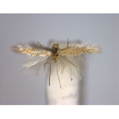 /filer/webapps/moths_gc/media/images/B/bartolomella_Phyllonorycter_PT_female_EIHU.jpg