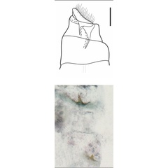 /filer/webapps/moths_gc/media/images/X/xylopiella_Phyllocnistis_PT_GF_VOB.jpg