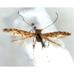 /filer/webapps/moths_gc/media/images/A/aarviki_Phyllonorycter_HT_RMCA.jpg