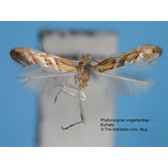 /filer/webapps/moths_gc/media/images/E/engelhardiae_Phyllonorycter_HT_EIHU.jpg