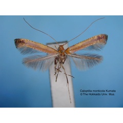 /filer/webapps/moths_gc/media/images/M/monticola_Caloptilia_HT_EIHU.jpg