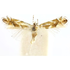 /filer/webapps/moths_gc/media/images/I/incanella_Phyllonorycter_ST_BMNH(E)-1413971_BMNH.jpg